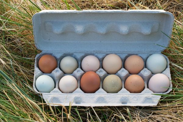 Pastured Sustainably Raised Eggs (1 dozen)